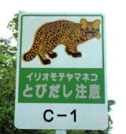 Watch Out for Iriomote Wild Cat