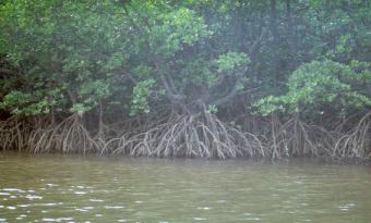 越良川の川岸に生えるヤエヤマヒルギ