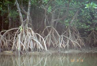 ミズウチ川の両岸にはマングローブがよく発達する